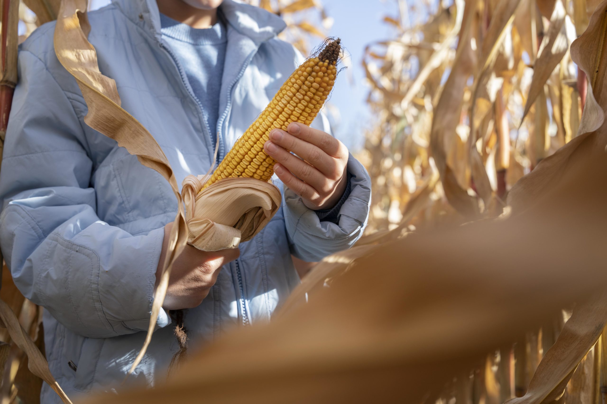 A estimativa para o mercado milho em 2024 é de estabilidade devido a diversos fatores
